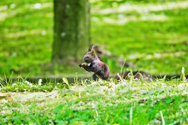Μαύρο Σκίουρο Τρώγοντας Ένα Closeup Καρύδι Στο Γρασίδι — Φωτογραφία Αρχείου