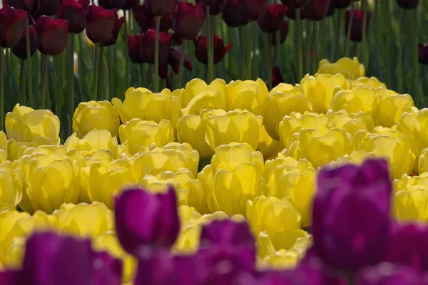 Canteiro Flores Com Tulipas Roxas Amarelas Parque — Fotografia de Stock