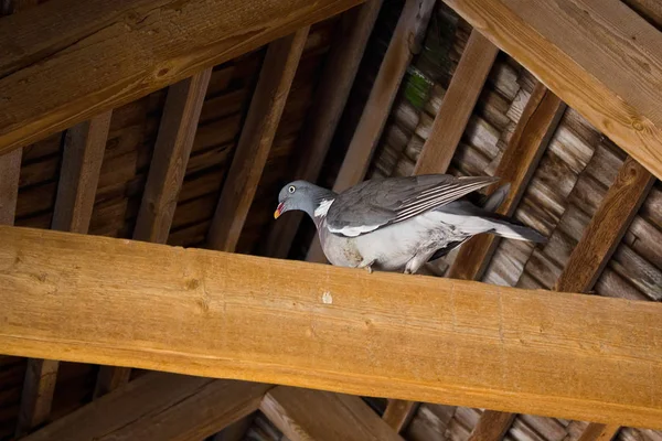 屋顶下木梁上的一只斑鸽 — 图库照片