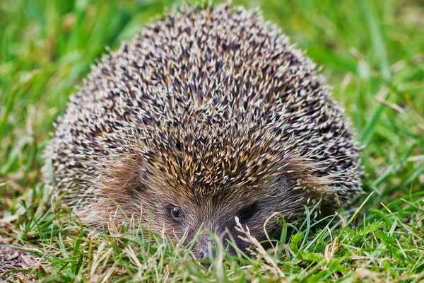 Wild Hedgehog Meadow Closeup — Stock Photo, Image