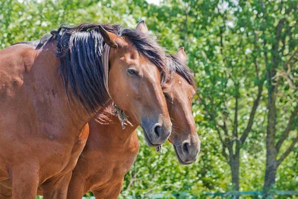 Ein Paar Lorbeerpferde Nahaufnahme Vor Einem Hintergrund Grüner Bäume — Stockfoto