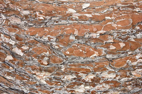 Çam kabuğu doku closeup ile arka plan