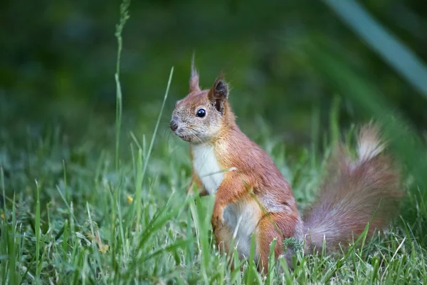 Red Squirrel Closeup Grass Nature — Stock Photo, Image