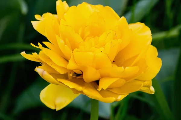 花床特写镜头上的单黄色郁金香 — 图库照片