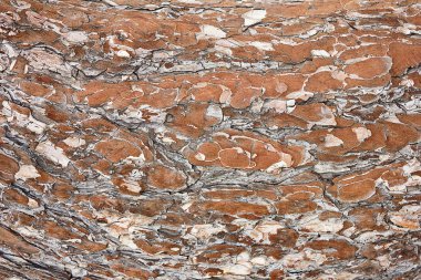 Çam kabuğu doku closeup ile arka plan