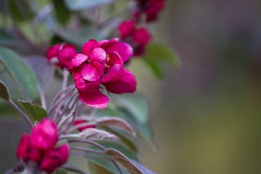 Çiçekli pembe elma closeup, bulanık arka plan