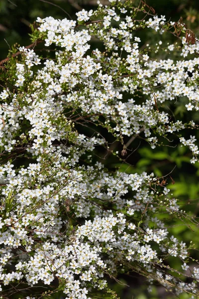 Blossoming Bush White Spiraea White Spring Flowers Closeup — Stock Photo, Image