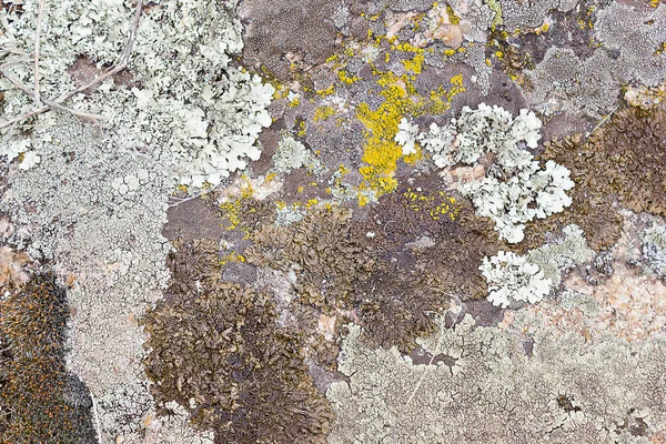 Background Surface Large Stone Moss Lichens Closeup — Stock Photo, Image