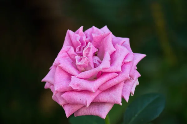 Rosa Rosa Closeup Canteiro Flores — Fotografia de Stock