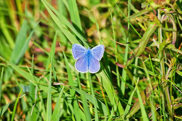 Papillon Bleu Lycaenidae Gros Plan Assis Sur Une Pierre — Photo