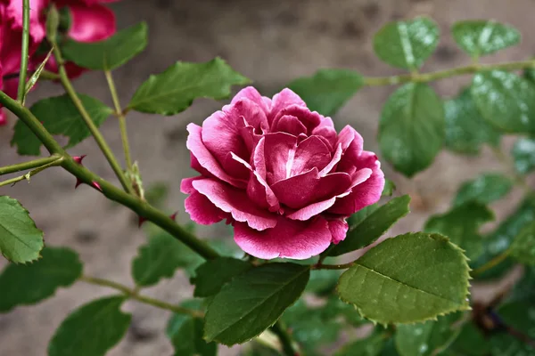 Uma Rosa Roxa Closeup Ramo Arbusto — Fotografia de Stock