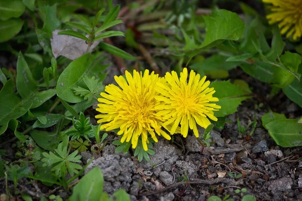 草のクローズ アップで つの春に黄色のタンポポ — ストック写真