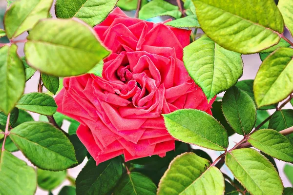 一片红玫瑰特写镜头在树叶之间 — 图库照片