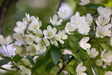 Bahar çiçek beyaz Erik portre