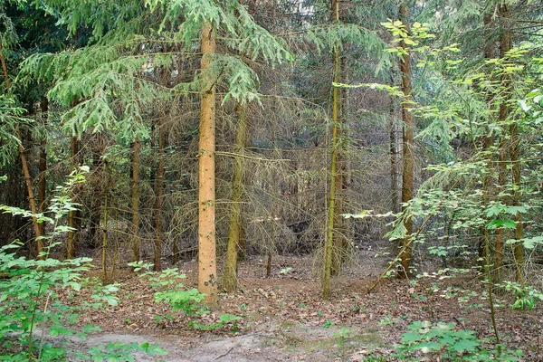 Forest Landscape Coniferous Deciduous Trees — Stock Photo, Image