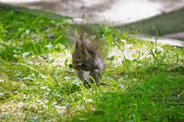 Écureuil Noir Gros Plan Manger Une Noix Dans Herbe Dans — Photo