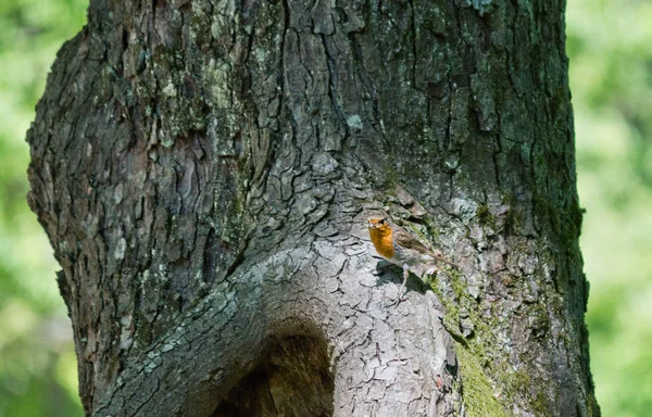 家禽鸟坐在树特写镜头的树干上 — 图库照片