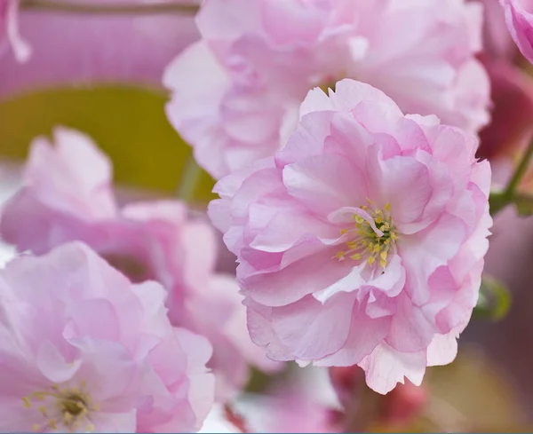 Rosa Sakura Blüten Nahaufnahme Japanische Kirsche — Stockfoto