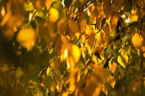 Korony Brzozy Złotej Jesieni Pozostawia Zbliżenie — Zdjęcie stockowe