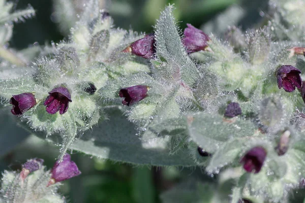 Fialové Květy Detailní Officinle Cynoglssum — Stock fotografie