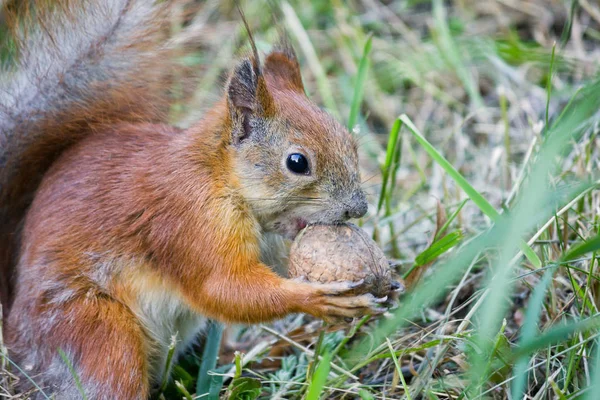 Red Squirrel Walnut Closeup — Stock Photo, Image