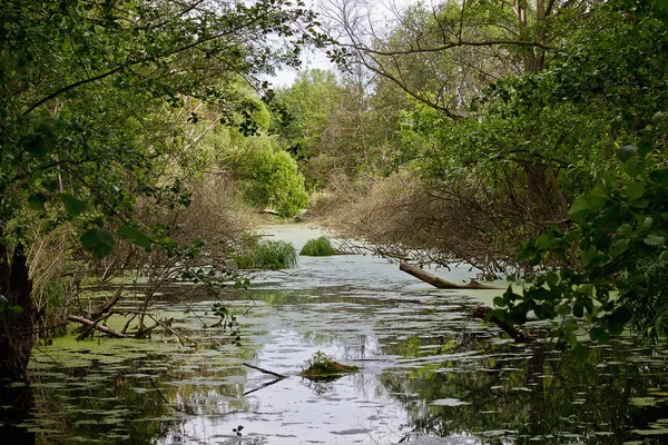 Landschaft Fluss Mit Bewachsener Vegetation Ufer — Stockfoto
