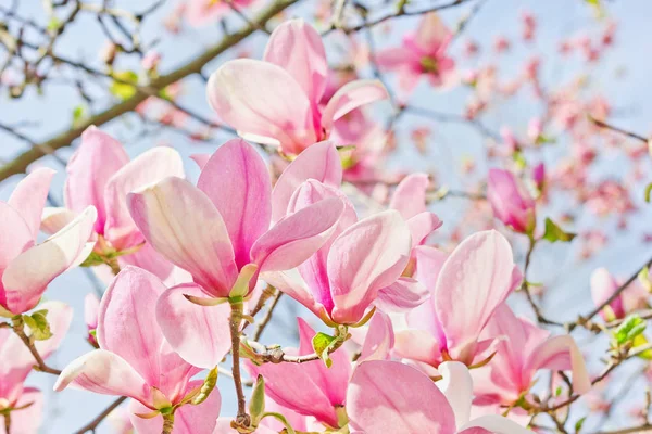 Bright pink magnolias in the spring garden