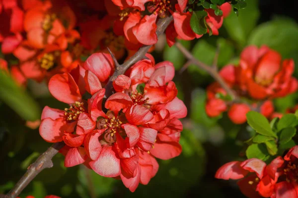 Bahçe Japonca Ayva Closeup Kırmızı Çiçekli Çalı — Stok fotoğraf