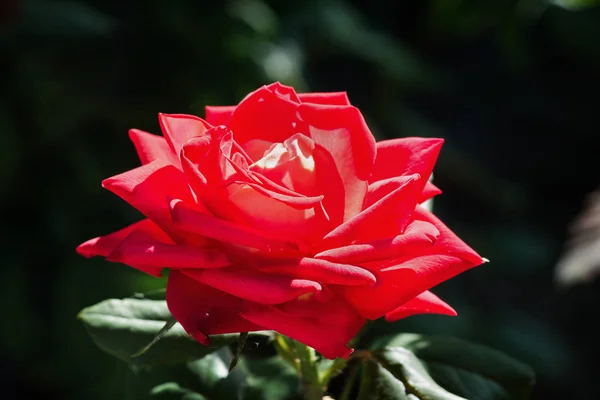 Rosa Vermelha Iluminada Pelo Sol Uma Cama Closeup — Fotografia de Stock
