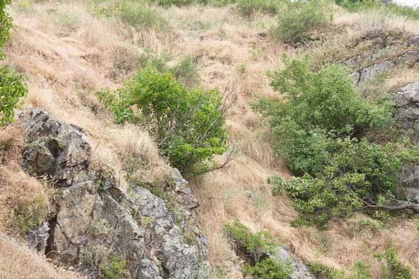 乾燥草や低木の生い茂った丘 — ストック写真
