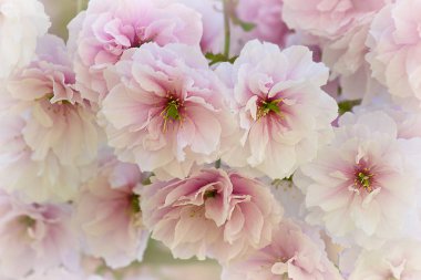 Sakura çiçekleri ile yumuşak beyaz-pembe arka plan