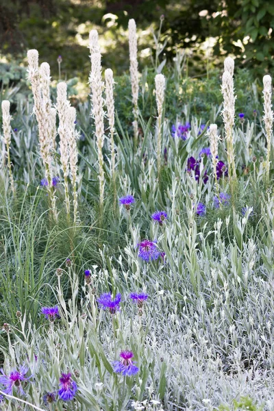 Vertikales Bild Garten Blumenbeet Mit Blauen Blumen Nahaufnahme — Stockfoto