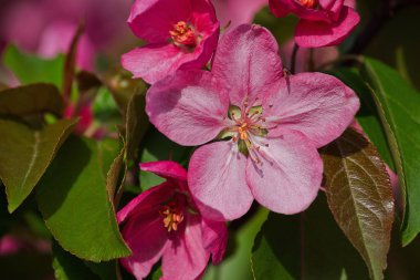 Pembe çiçek elma ağacı portre. Bahar çiçek açan elma ağacı