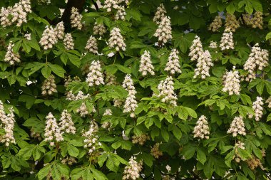 Bahar bir çiçek açması ile arka plan kestane ağacı portre