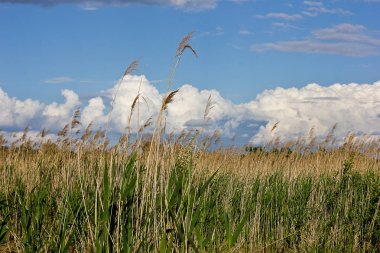 Gökyüzüne karşı uzun çim alan