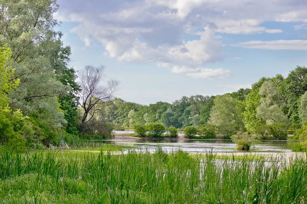 Summer Landscape River Trees Shore — Stock Photo, Image