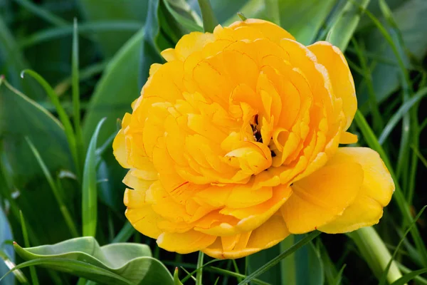 一个黄色的特里郁金香在花坛上的草地特写镜头顶视图 — 图库照片