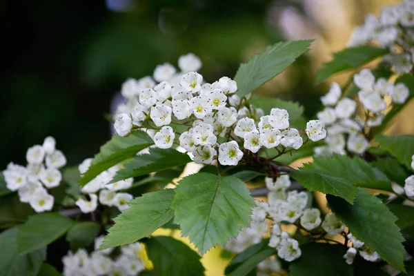 Flowering Branch Hawthorn White Flowers Closeup — Stock Photo, Image