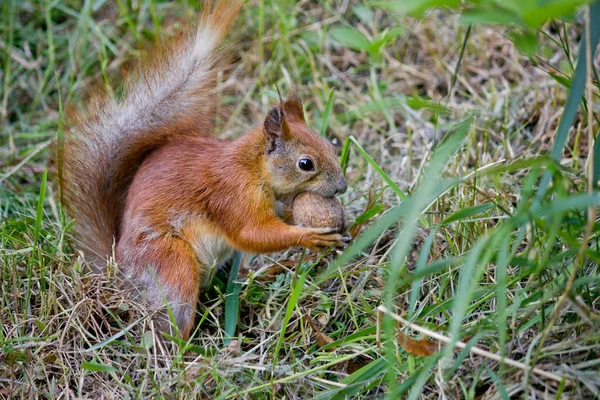 Red Squirrel Walnut Closeup — Stock Photo, Image