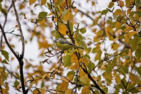 在黄色的秋天桦树特写镜头的分支上的山雀 — 图库照片