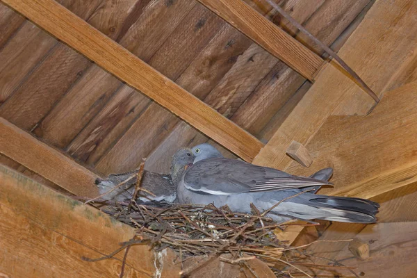 Pigeon in the nest under the roof feeds the chick