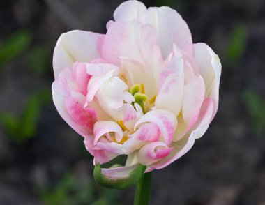 Bir flowerbed çekim üzerinde beyaz-pembe lale Başkanı