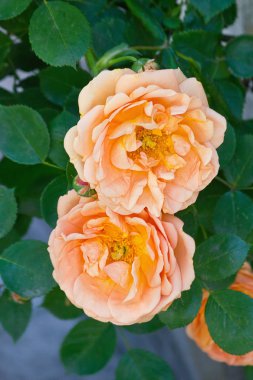 Bir Bush çekim üzerinde iki turuncu gül