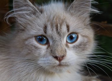 mavi gözlü hafif bir kedi portre yakın çekim