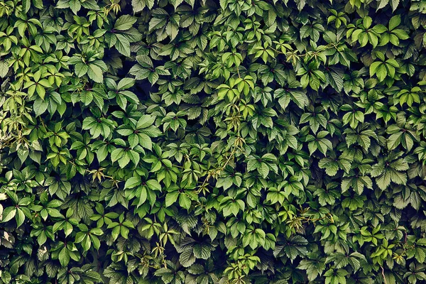 Parede Fundo Natural Torcida Com Uvas Verdes Selvagens Close — Fotografia de Stock