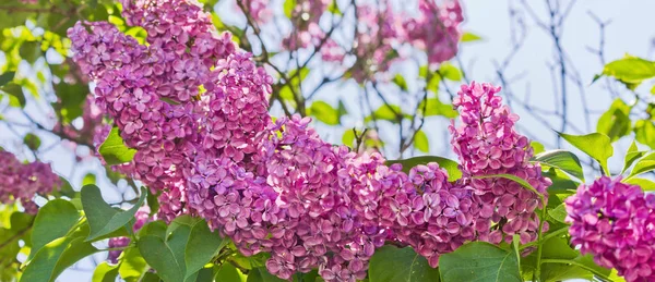 Bunch Blossoming Purple Lilacs Close Seup — стоковое фото