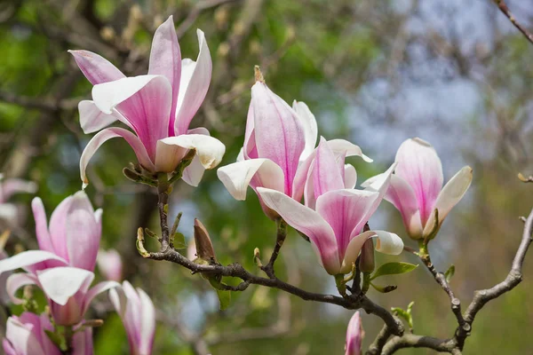 Flowering Branch Pink Magnolia Closeup — Stock Photo, Image