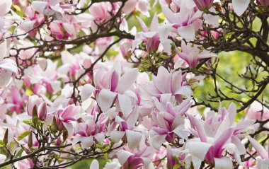 Pembe Manolya kapatmak çiçekler ile çiçeklenme ağacı