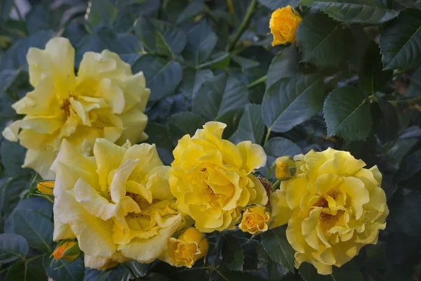 Várias Rosas Amarelas Folhagem Close — Fotografia de Stock