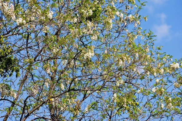 Gałęzie Kwitnących Białej Akacji Tle Nieba — Zdjęcie stockowe